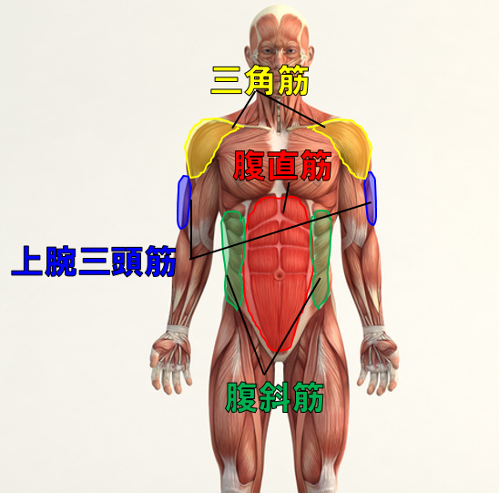 腹筋ローラーで鍛えられる筋肉の部位