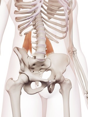 medically accurate muscle illustration of the quadratus lumborum 