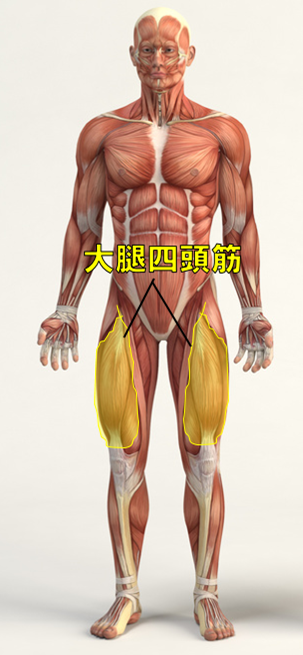レッグエクステンションで鍛えられる筋肉“大腿四頭筋”
