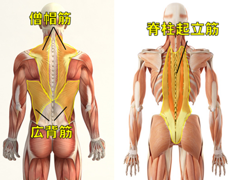 背中の重要な筋肉